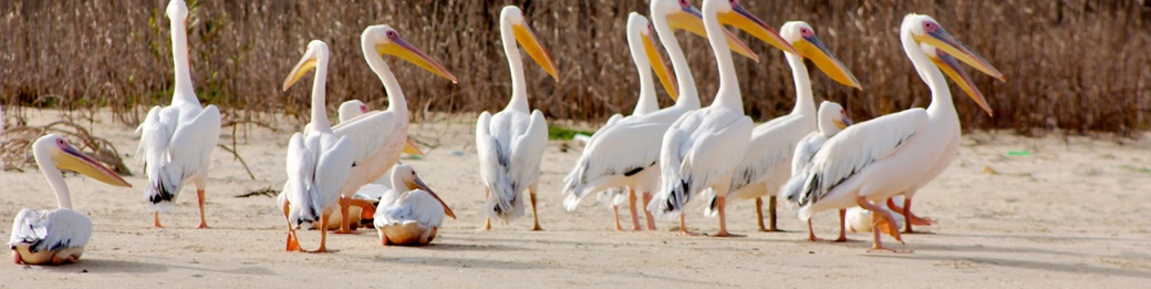 Senegal 45+