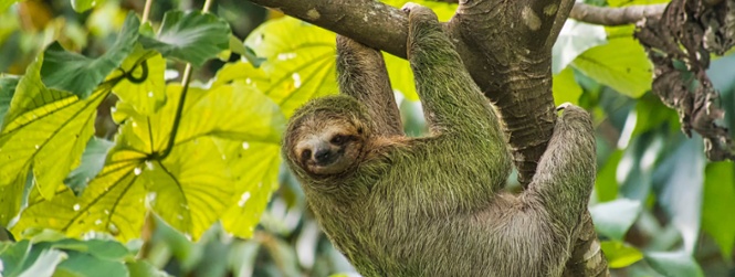 Costa Rica 45+